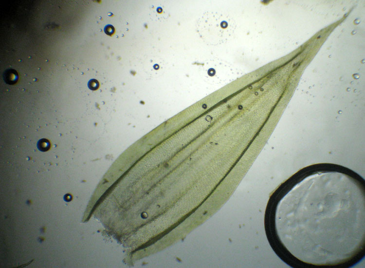 Muschio su salice - Leucodon sciuroides